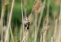 Bluethroat female sits on the reeds