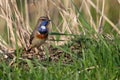 Bluethroat in the grass Royalty Free Stock Photo