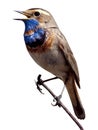 Bluethroat (Luscinia svecica).