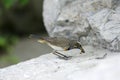 Bluethroat (Luscinia svecica)