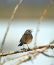 Bluethroat ( Luscinia svecica )