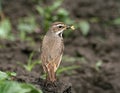 Bluethroat (Luscinia svecica)