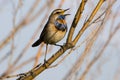 Bluethroat, Luscinia svecica Royalty Free Stock Photo