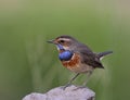 Bluethroat Luscinia svecica beautiful brown bird with blue and orange color on chest to chin standing on a dirt rock over green