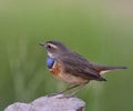 Bluethroat Luscinia svecica beautiful brown bird with blue and orange feathers on chest to chin standing on a dirt rock over