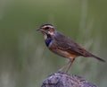 Bluethroat Luscinia svecica beautiful and lovely blue bird with orange spot on his chest to chin perching on a dirt rock over