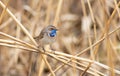 Bluethroat, luscinia svecica. The bird lives in reed beds on the river. In the morning she sits on a stalk and sings