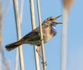 Bluethroat, Luscinia svecica. A bird sings in the early morning, sitting on a reed on the river bank