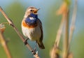 Bluethroat, Luscinia svecica, Cyanecula svecica. Early in the morning the male bird sits on a stalk of a plant and sings