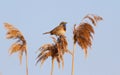 Bluethroat, Luscinia svecica. An early morning bird sings while sitting on top of a reed