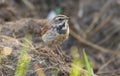 Bluethroat, Luscinia svecica. Female bird walks on the ground, collects material for a nest