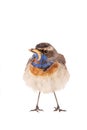 Bluethroat Luscinia svecica isolated on a white