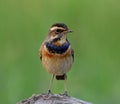 The bluethroat Luscinia svecica a winter visitor bird to Thailand with less blue color on its throat while perching on rock
