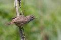 Bluethroat Royalty Free Stock Photo