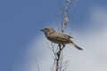 Bluethroat Royalty Free Stock Photo