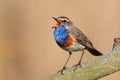 Bluethroat Royalty Free Stock Photo