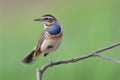 Bluethroat, most beautiful migratory bird to Thailand during winter easily found in paddy field Royalty Free Stock Photo