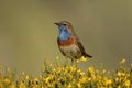 Bluethroat among the piornos in the sierra de gredos