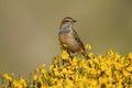 Bluethroat among the piornos in the sierra de gredos Royalty Free Stock Photo