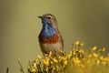Bluethroat among the piornos in the sierra de gredos Royalty Free Stock Photo