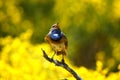 The Bluethroat singing