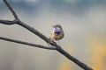 the Bluethroat singing on branch in spring Park