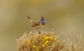 Bluethroat singing on a broom at stairs