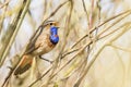 Bluethroat singing among the bushes of spring willow