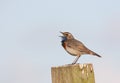 Bluethroat singing on a post