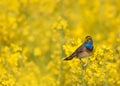 Bluethroat singing in a field