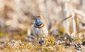 bluethroat singing a song standing on the ground