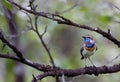Bluethroat Royalty Free Stock Photo