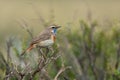 Bluethroat Royalty Free Stock Photo