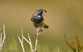 Bluethroat with a worm in the sierra de gredos