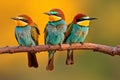 Bluethroated_Beeeater_Merops_viridis_rest_on_branch_in_1690599781805_4