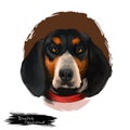 Bluetick Coonhound dog digital art illustration isolated on white background. United States origin raccoon hunting scenthound dog