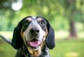 A Bluetick Coonhound dog with a happy expression Royalty Free Stock Photo