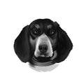 Bluetick Coonhound dog illustration isolated on white background. United States origin raccoon hunting scenthound dog. Cute pet