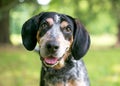 A Bluetick Coonhound dog listening with a head tilt