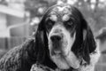 Bluetick Coonhound dog Royalty Free Stock Photo