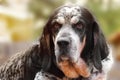 Bluetick Coonhound dog