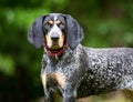A Bluetick Coonhound dog outdoors Royalty Free Stock Photo