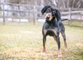 A Bluetick Coonhound dog outdoors listening with a head tilt Royalty Free Stock Photo