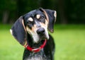 A Bluetick Coonhound dog listening with a head tilt