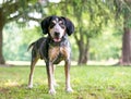 A Bluetick Coonhound dog standing outdoors Royalty Free Stock Photo