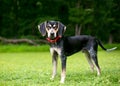A Bluetick Coonhound dog standing outdoors Royalty Free Stock Photo