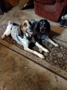 Bluetick Coonhound Hunting Dogs