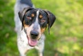 A Bluetick Coonhound mixed breed dog with a happy expression