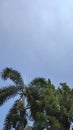 Bluetick sky spurce palm tree clean Royalty Free Stock Photo