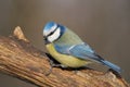 Bluetit